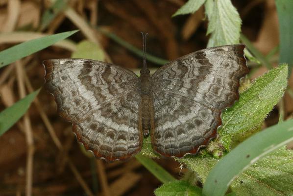 Ariadne enotrea suffusa male UPS